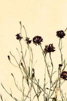 acrylic-print-withered-flowers