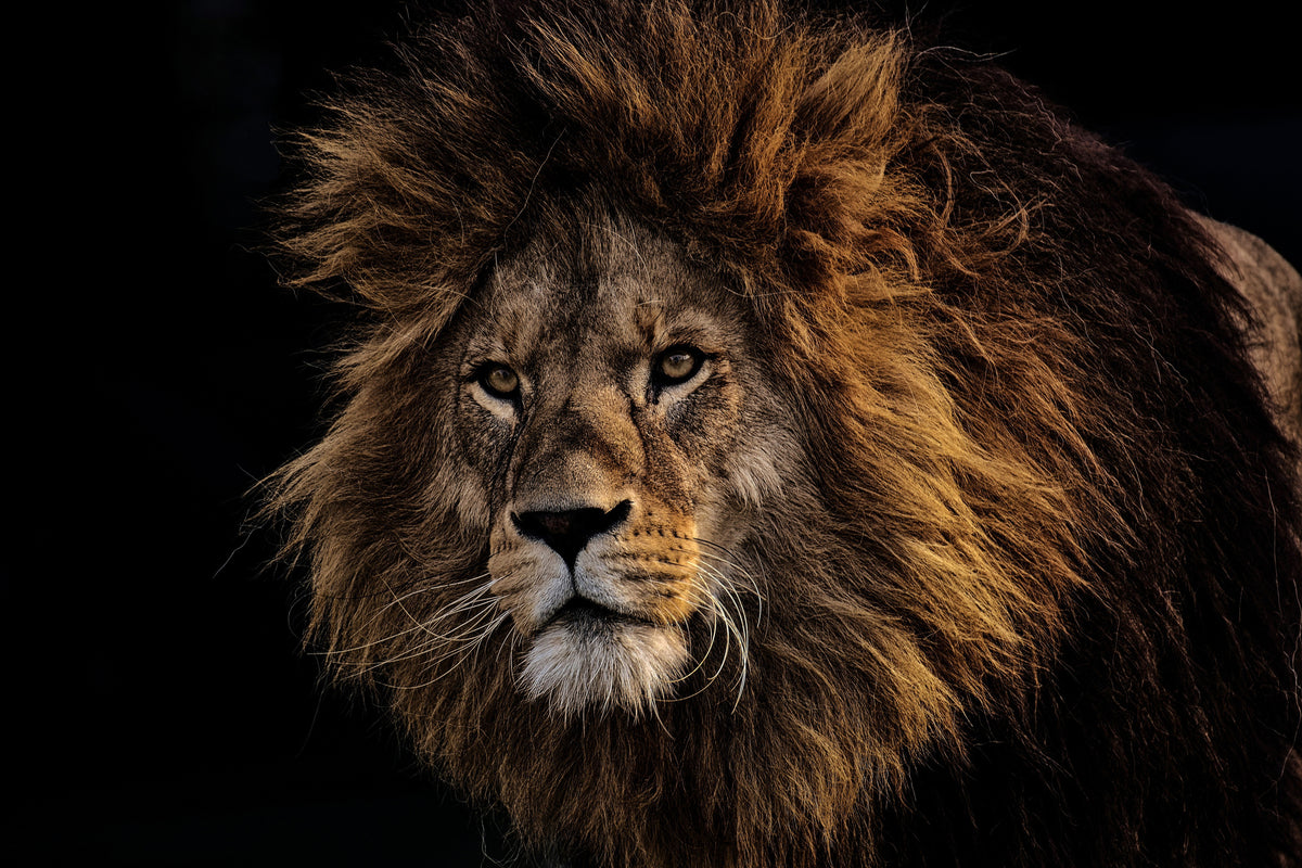 3-piece-canvas-print-portrait-of-a-lion