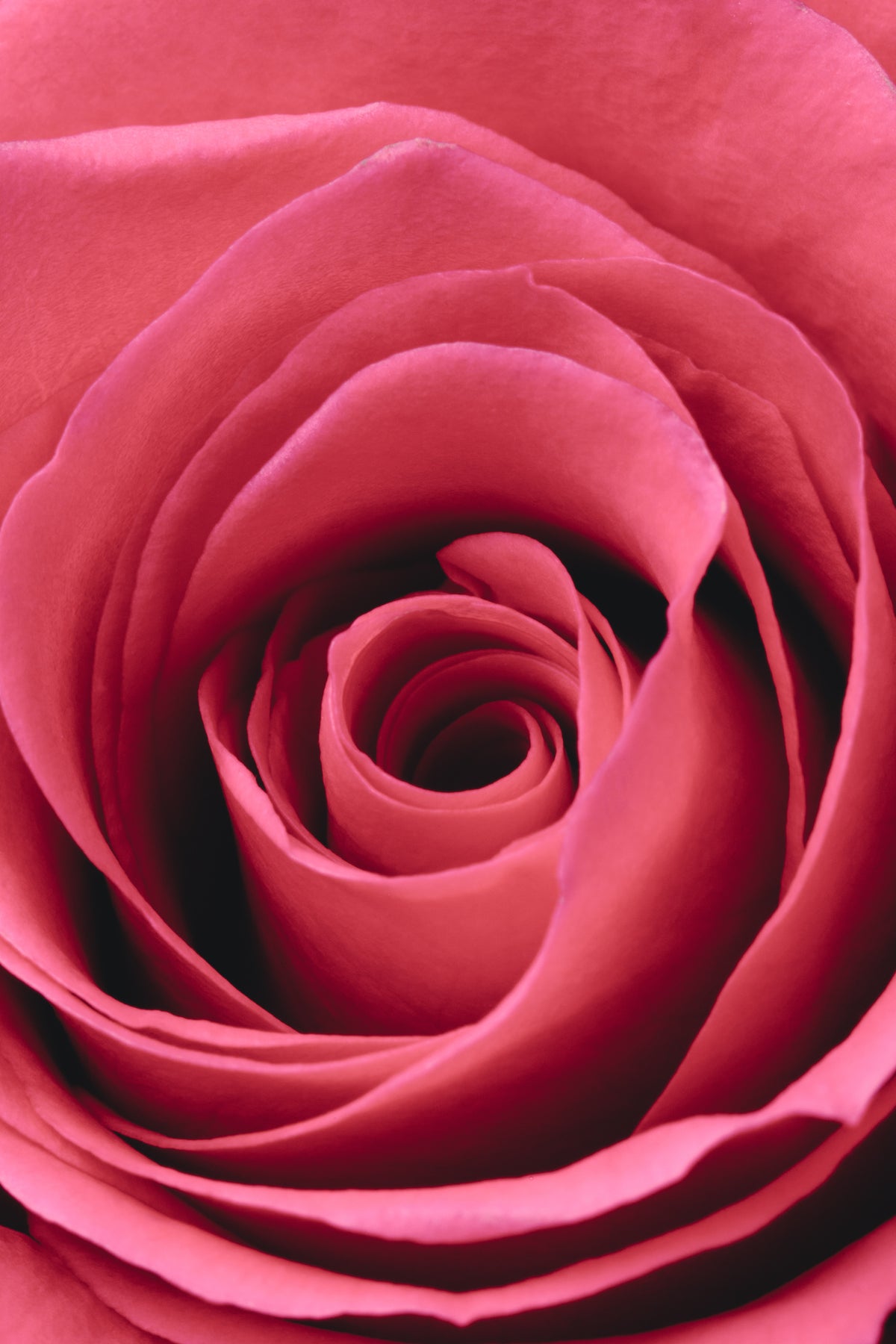 aluminium-print-red-rose