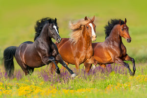 3-piece-canvas-print-horses-at-a-gallop