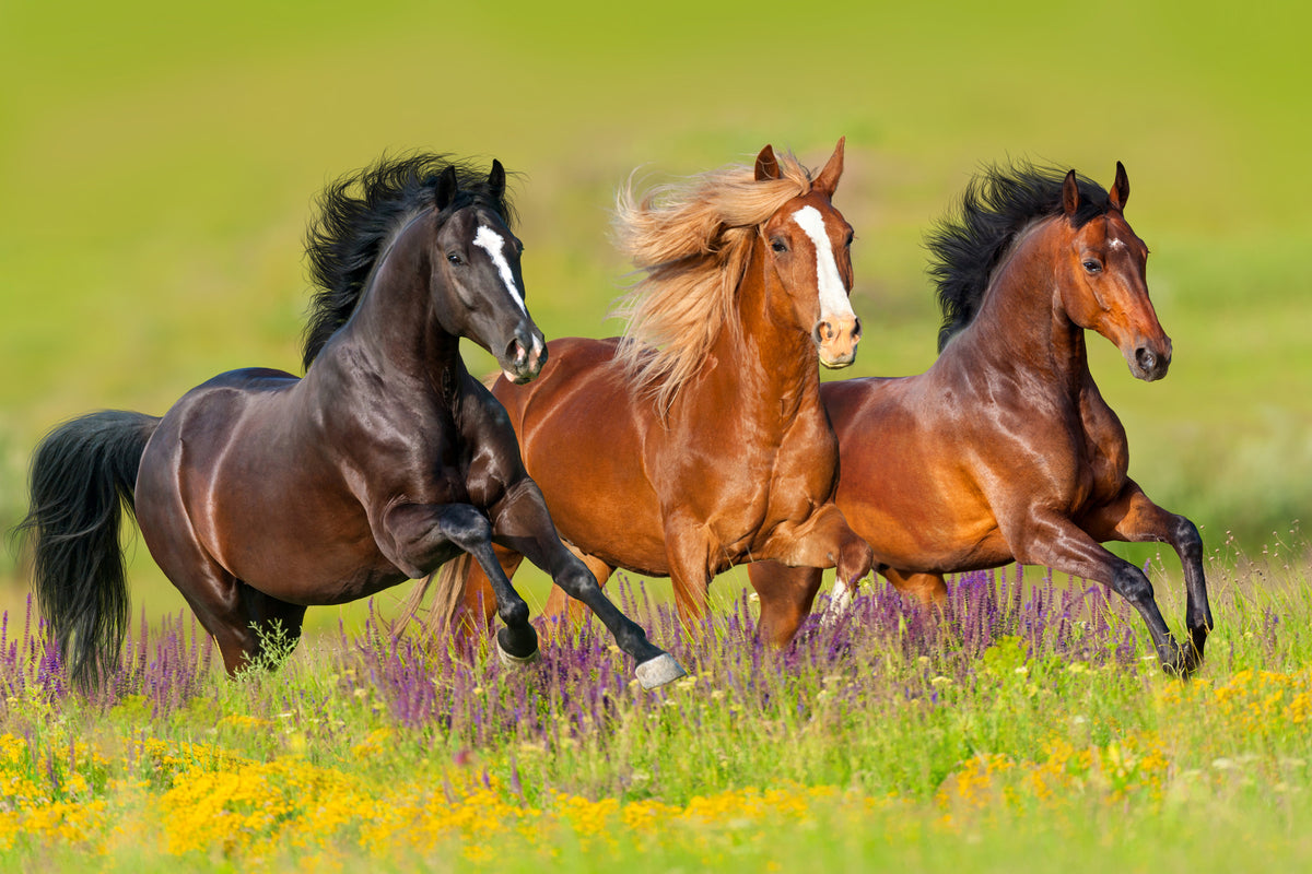3-piece-canvas-print-horses-at-a-gallop