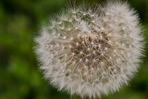 acrylic-print-the-dandelion-in-nature