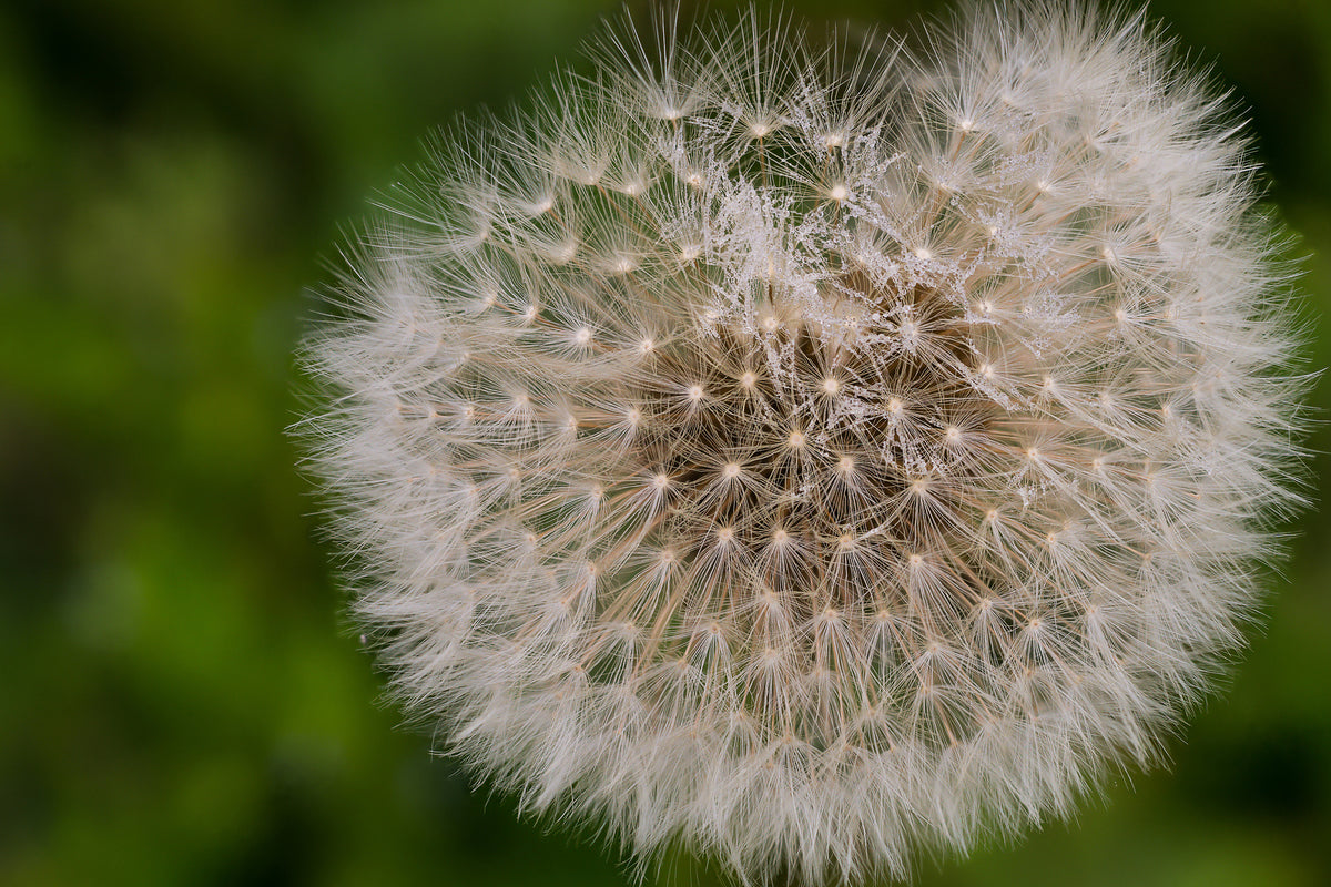 acrylic-print-the-dandelion-in-nature