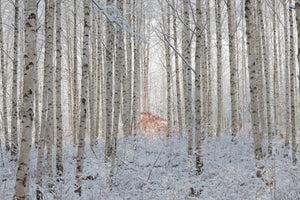 canvas-print-white