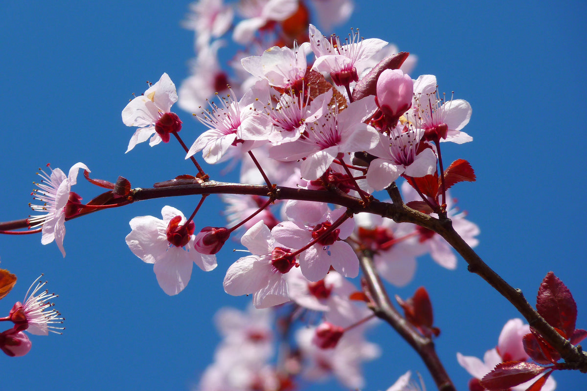 3-piece-canvas-print-the-almond-blossom