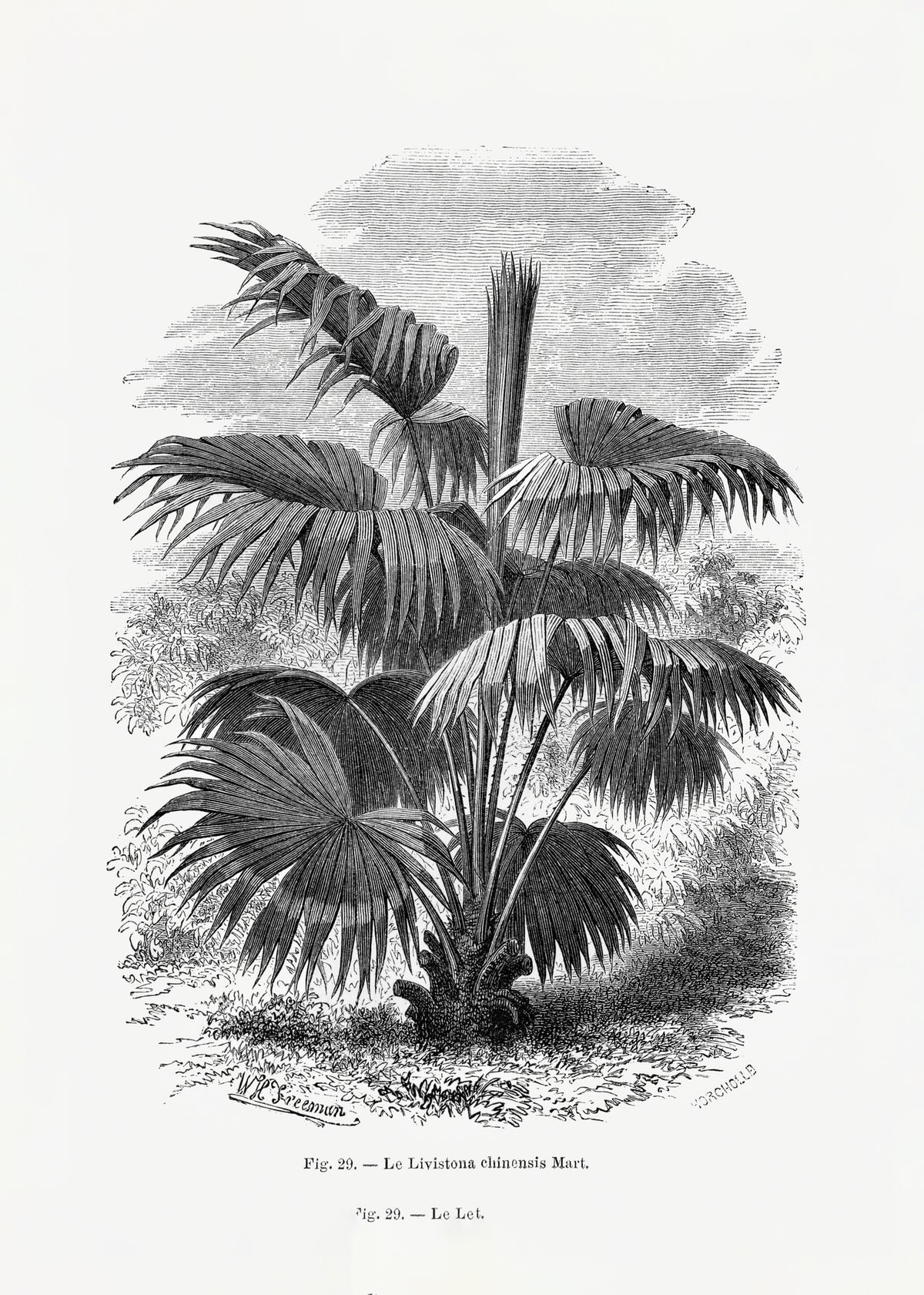 poster-print-vintage-palm-tree-drawing-xii