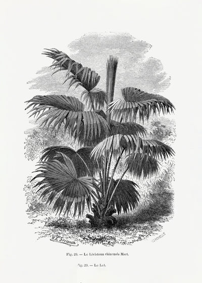 poster-print-vintage-palm-tree-drawing-xii