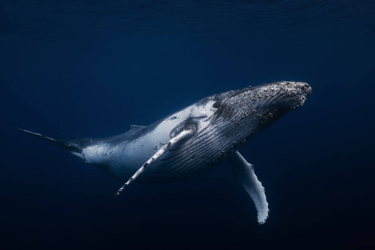 aluminium-print-humpback-whale-in-blue-x