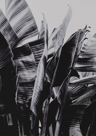 poster-print-large-tropical-leaves