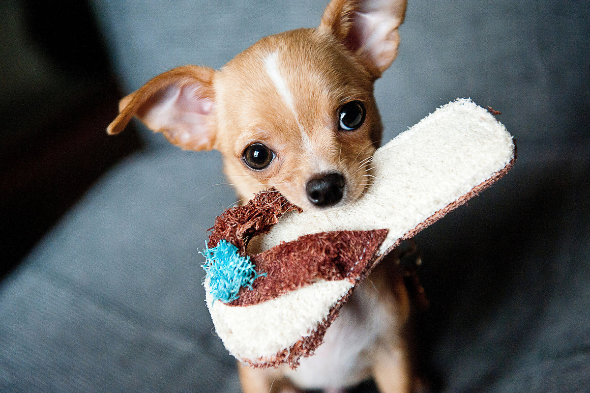aluminium-print-obedient-chihuahua
