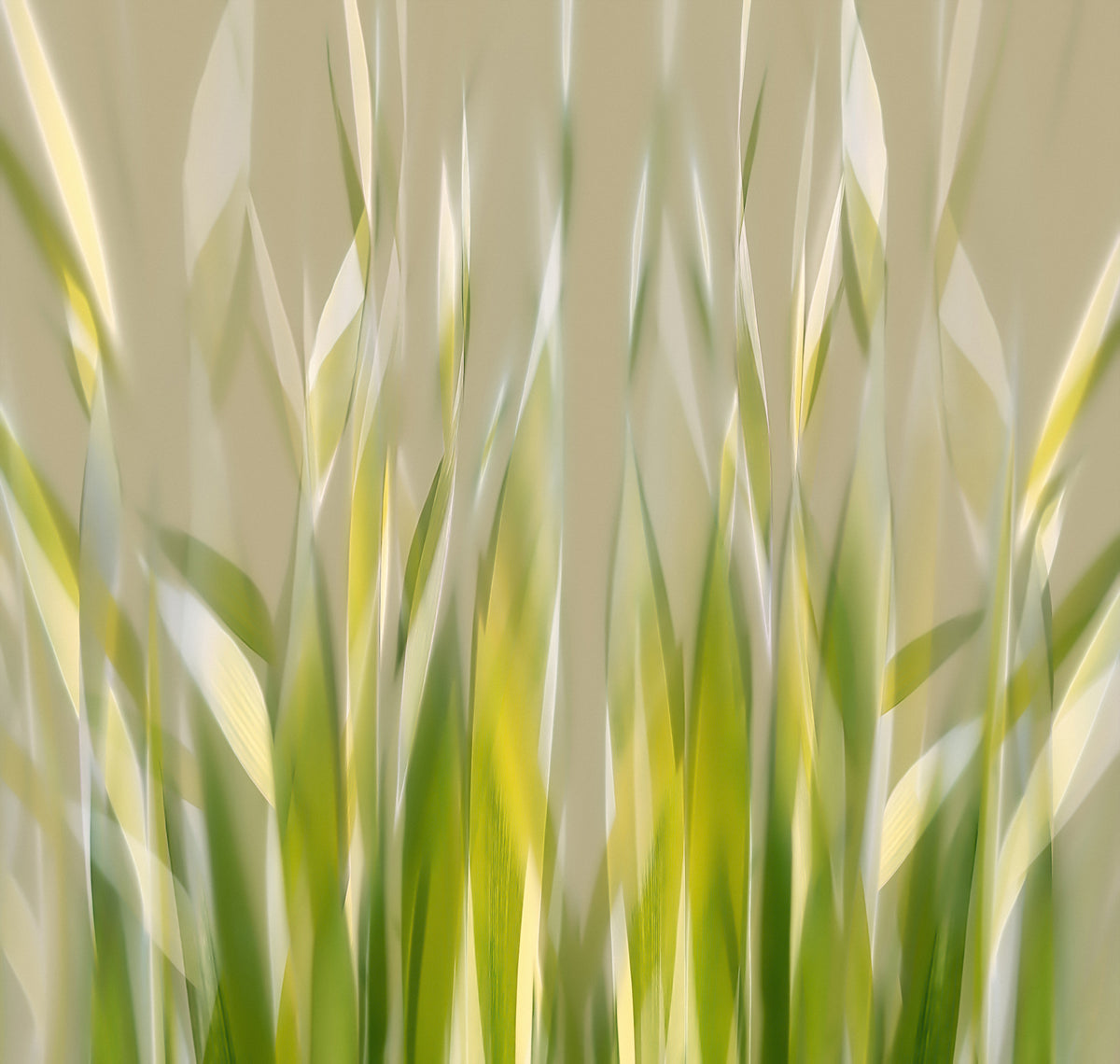 acrylic-print-dancing-reed