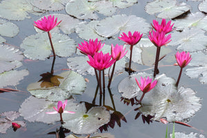 aluminium-print-jump-in-the-lily-pond