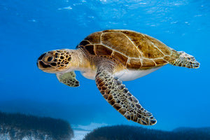 modern-3-piece-canvas-print-majestic-green-sea-turtle