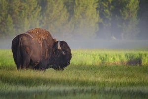 poster-print-bison-in-morning-light