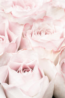 framedposter-print-pink-roses-05