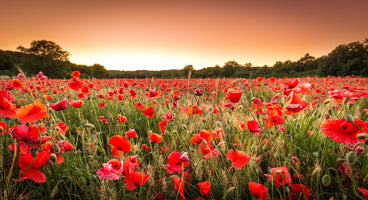 poster-print-couche-de-soleil-sur-champ-de-coquelicots