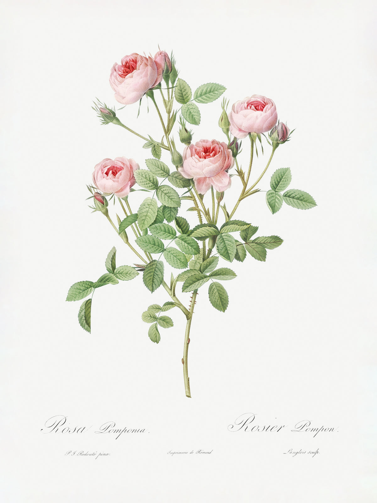 canvas-print-burgundian-rose-les-roses-1817-1824