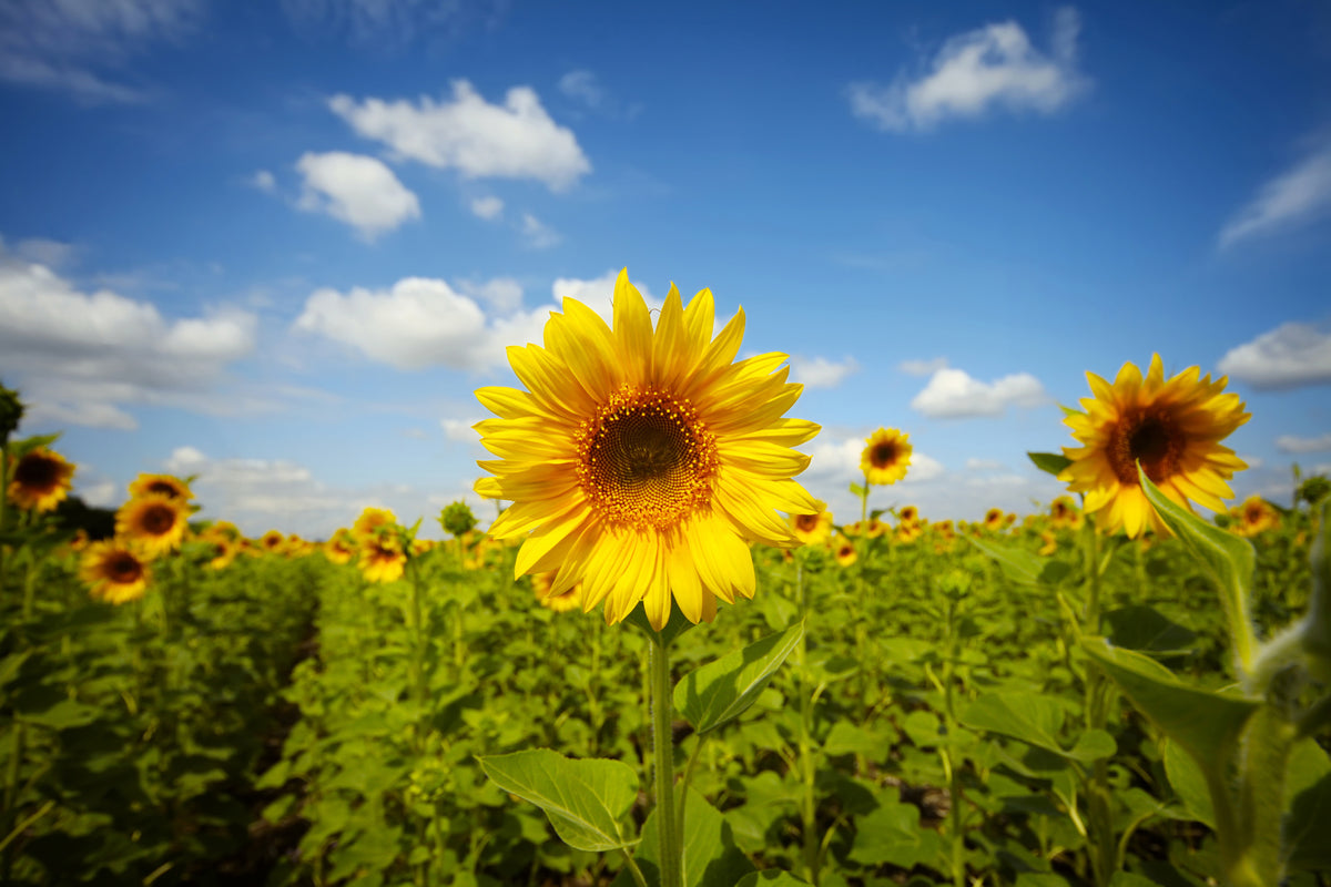 modern-3-piece-acrylic-print-summer-sunflowers