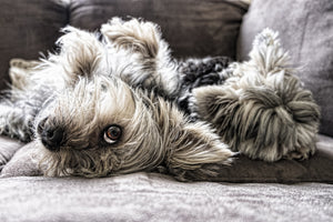 3-piece-acrylic-print-2-cute-dogs
