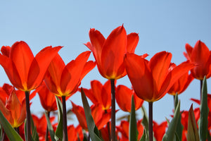 3-piece-aluminium-print-red-tulips-xl