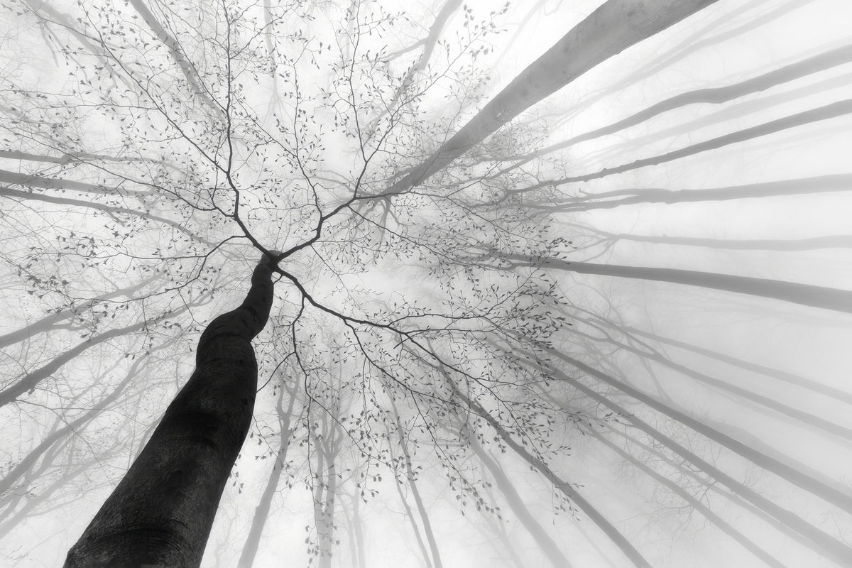 aluminium-print-after-winter-sleep