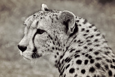 poster-print-beautiful-cheetah