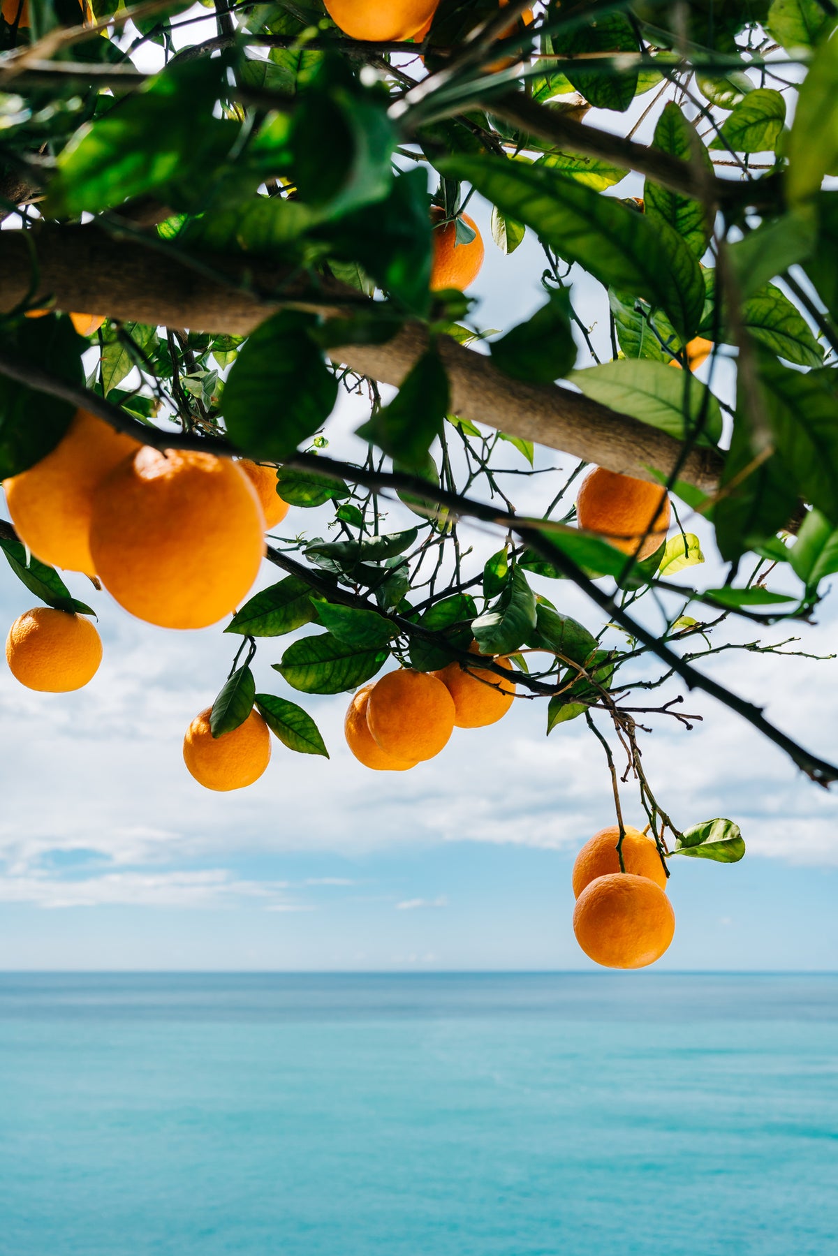 framedposter-print-amalfi-coast-oranges-iv