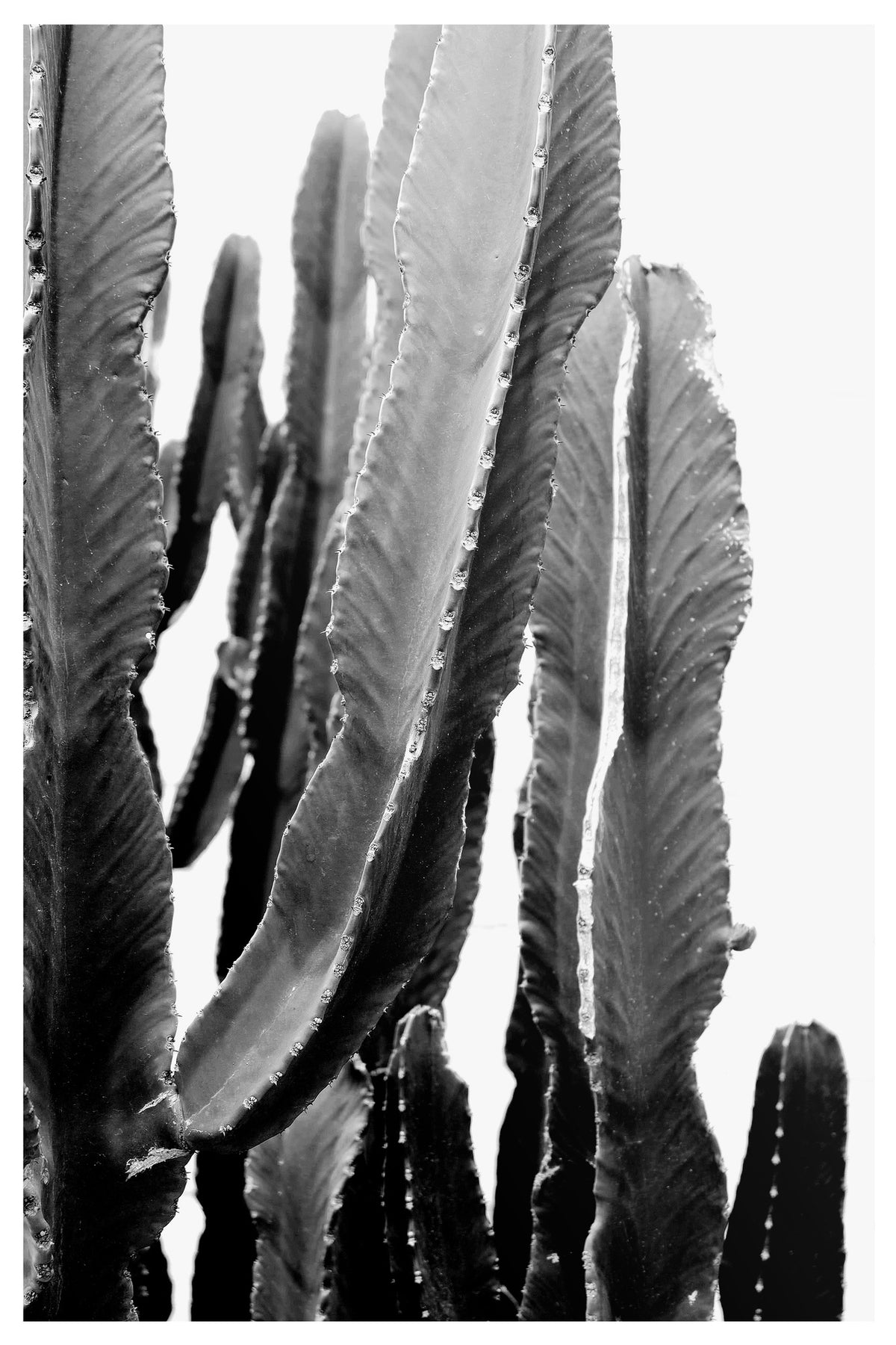 canvas-print-cactus-elegance-2