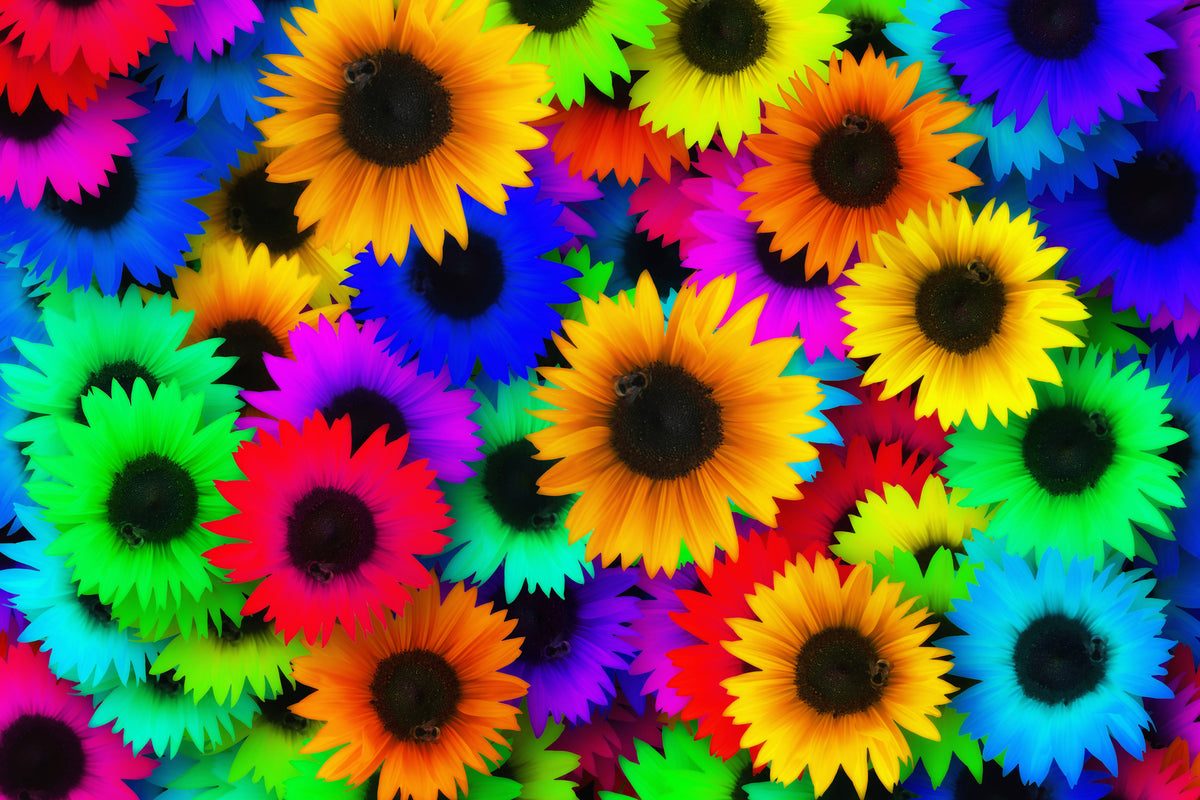 poster-print-colorful-sunflowers