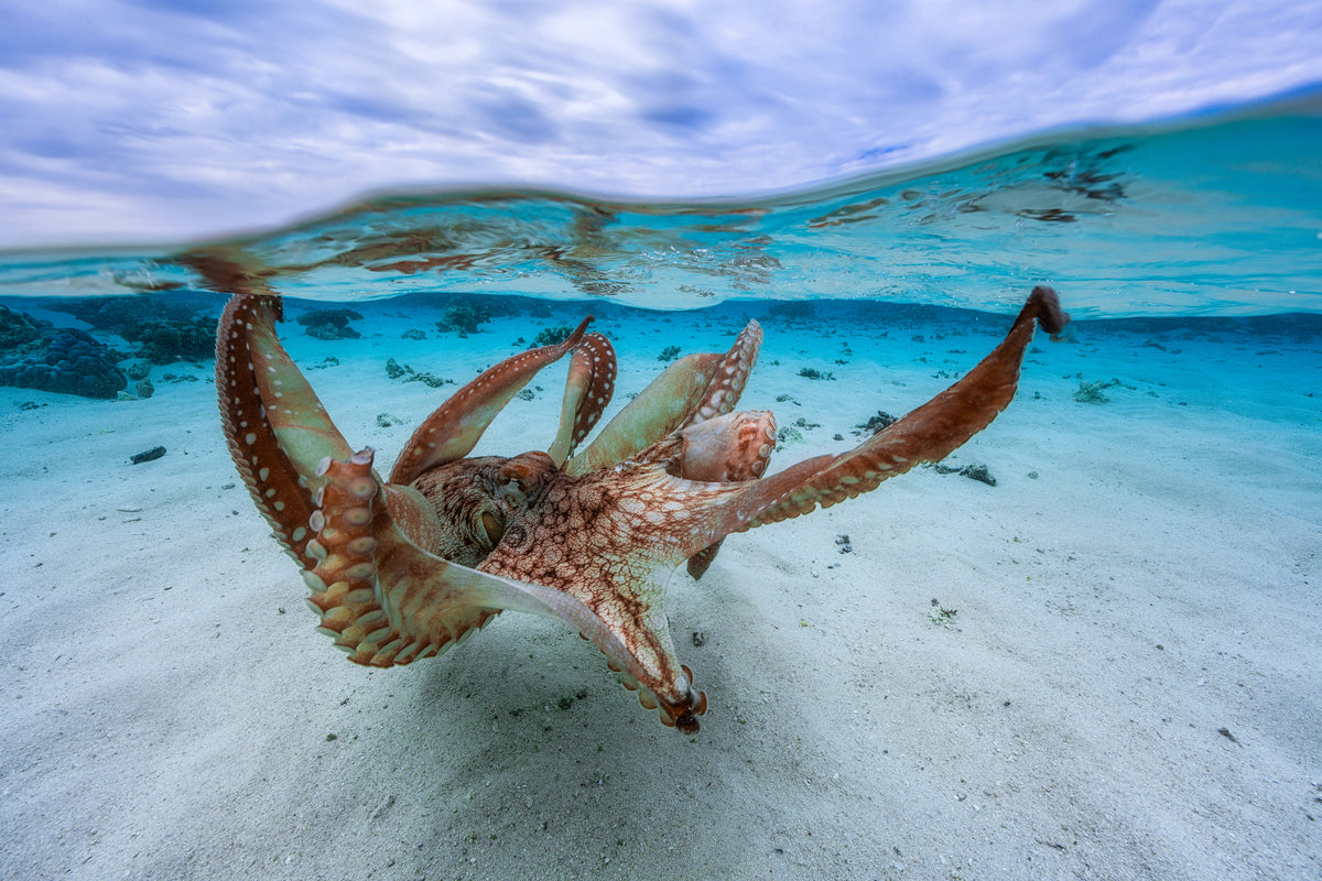 modern-3-piece-acrylic-print-octopus-ii