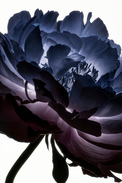 poster-print-lightfall-florals-indigo-halo