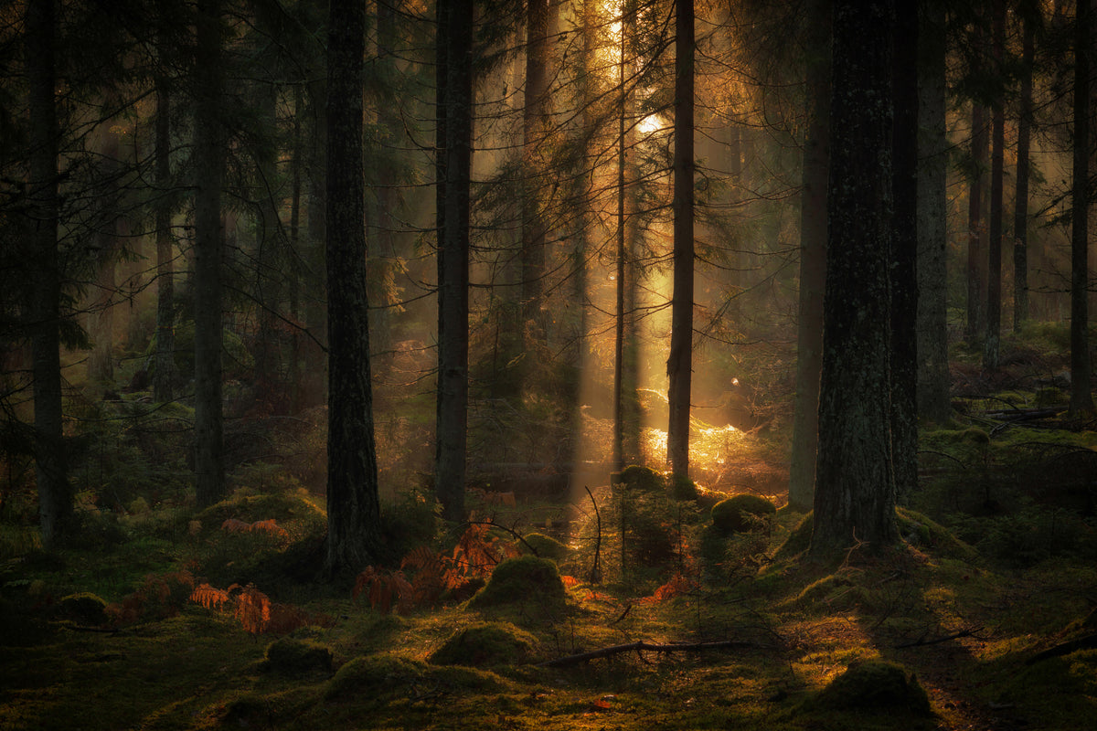 aluminium-print-the-light-in-the-forest-x