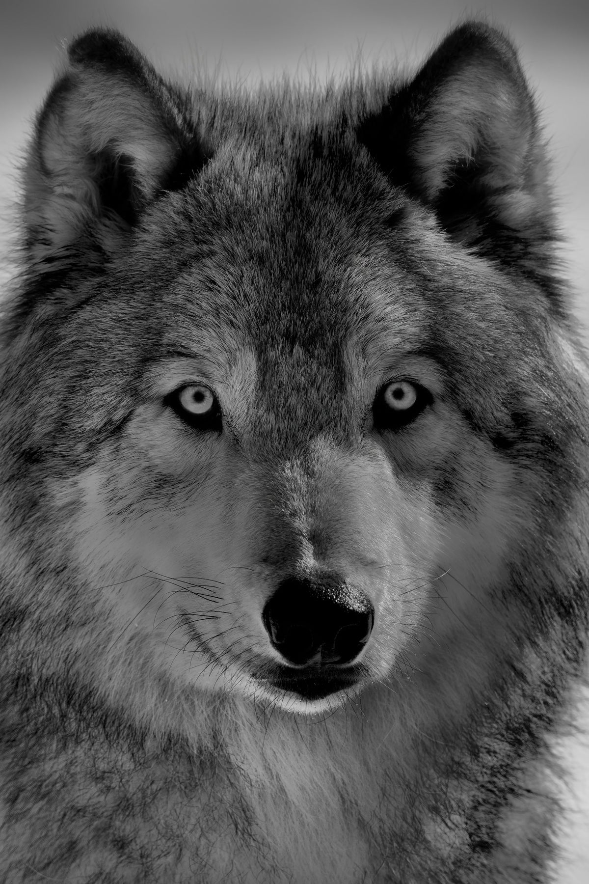 framedcanvas-print-the-wolf-x