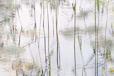 poster-print-lily-leaves