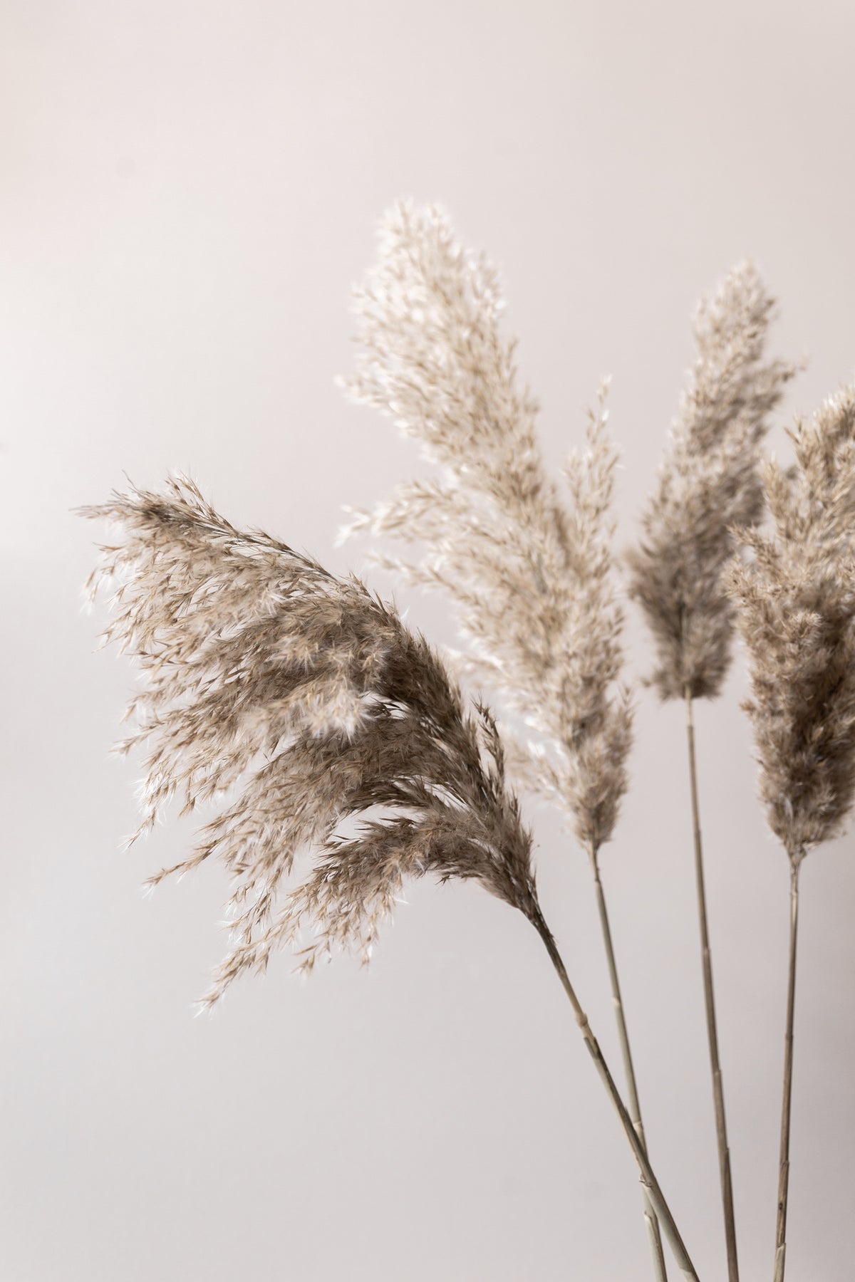 framedcanvas-print-grass-24x
