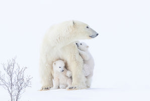 poster-print-polar-bear-mother-and-cubs