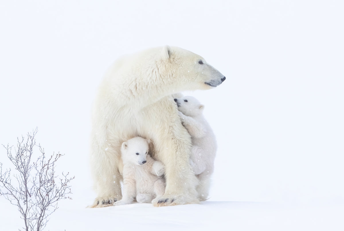 poster-print-polar-bear-mother-and-cubs