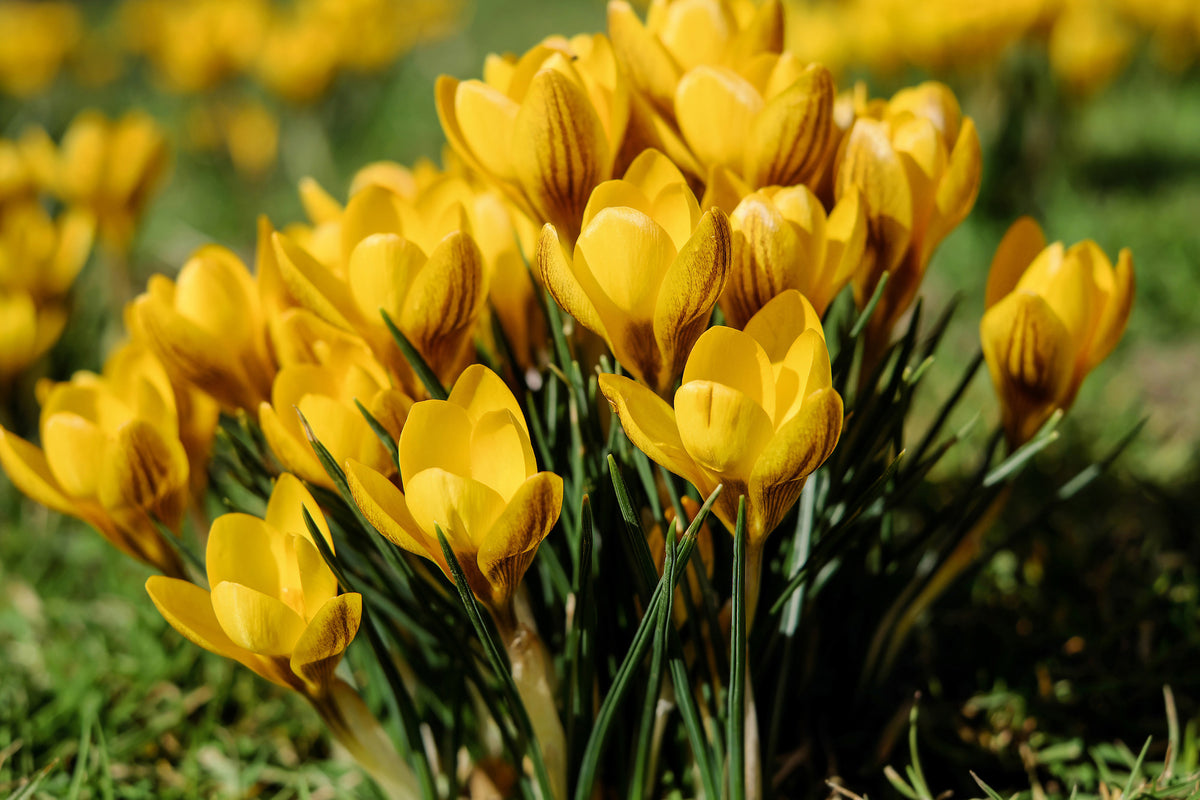 framedposter-print-crocuses-in-spring