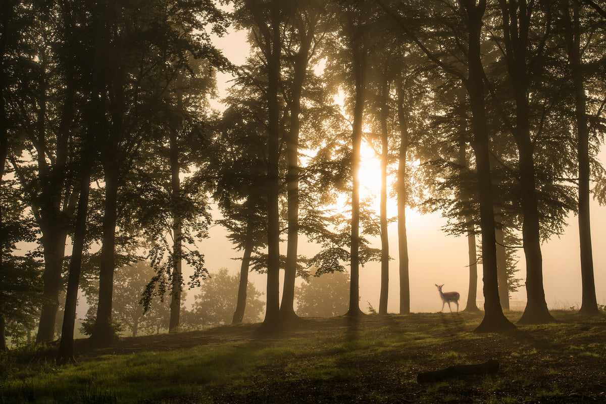 canvas-print-deer-in-the-morning-mist