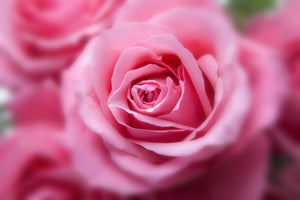 acrylic-print-roses-macro