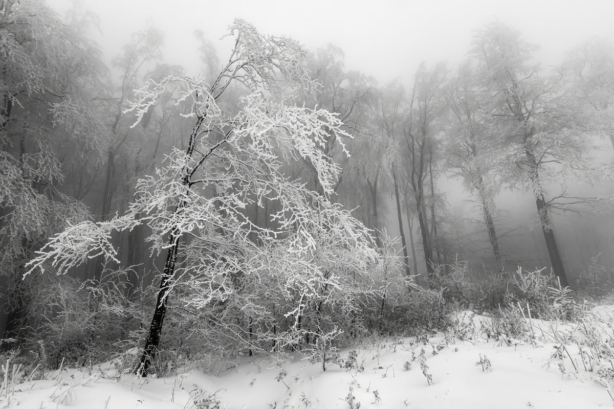 framedposter-print-the-winter