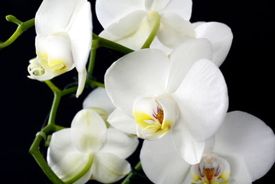 poster-print-orchid-close-up