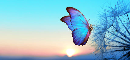 poster-print-morpho-butterfly-in-the-sun