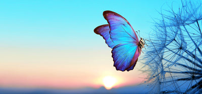 poster-print-morpho-butterfly-in-the-sun