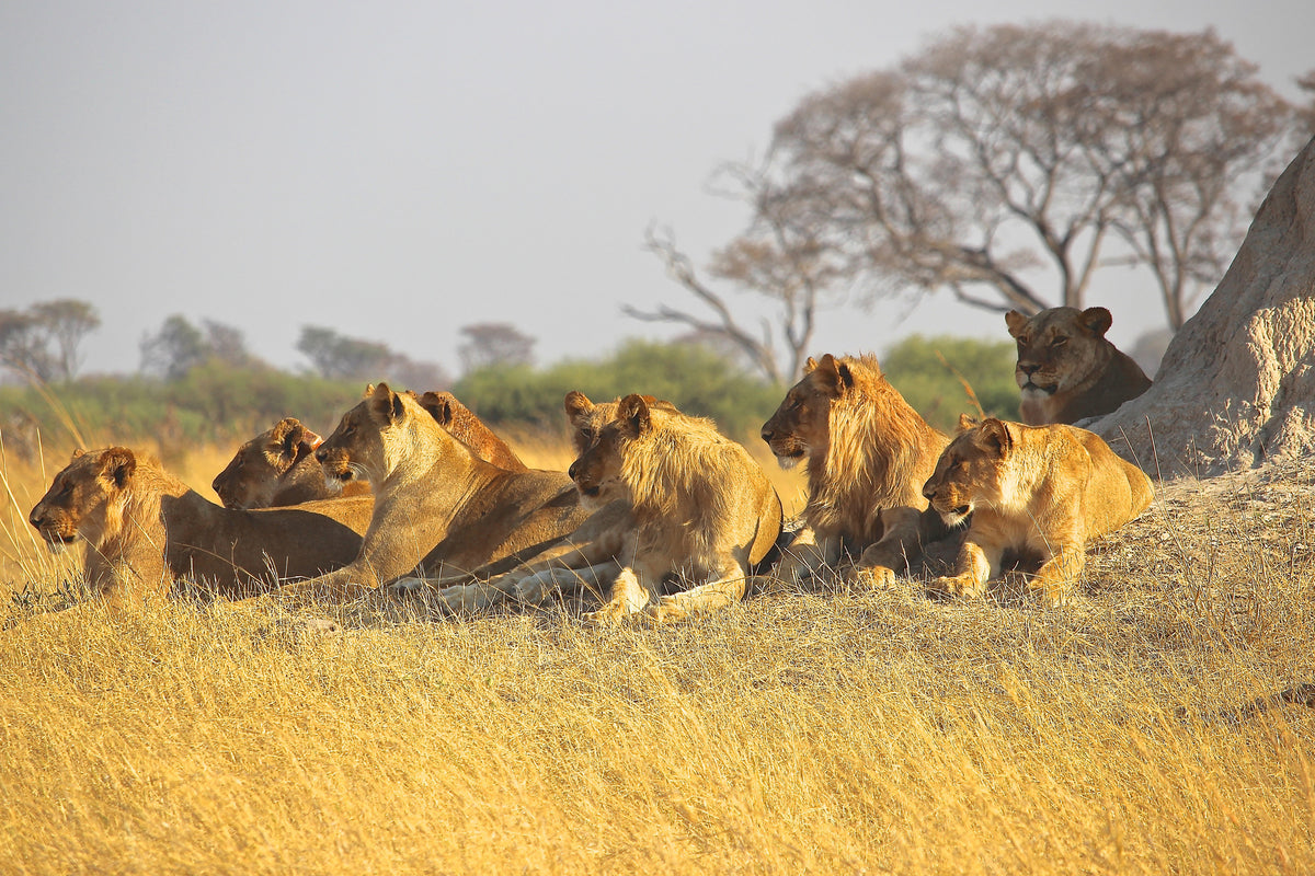 framedcanvas-print-lion-family