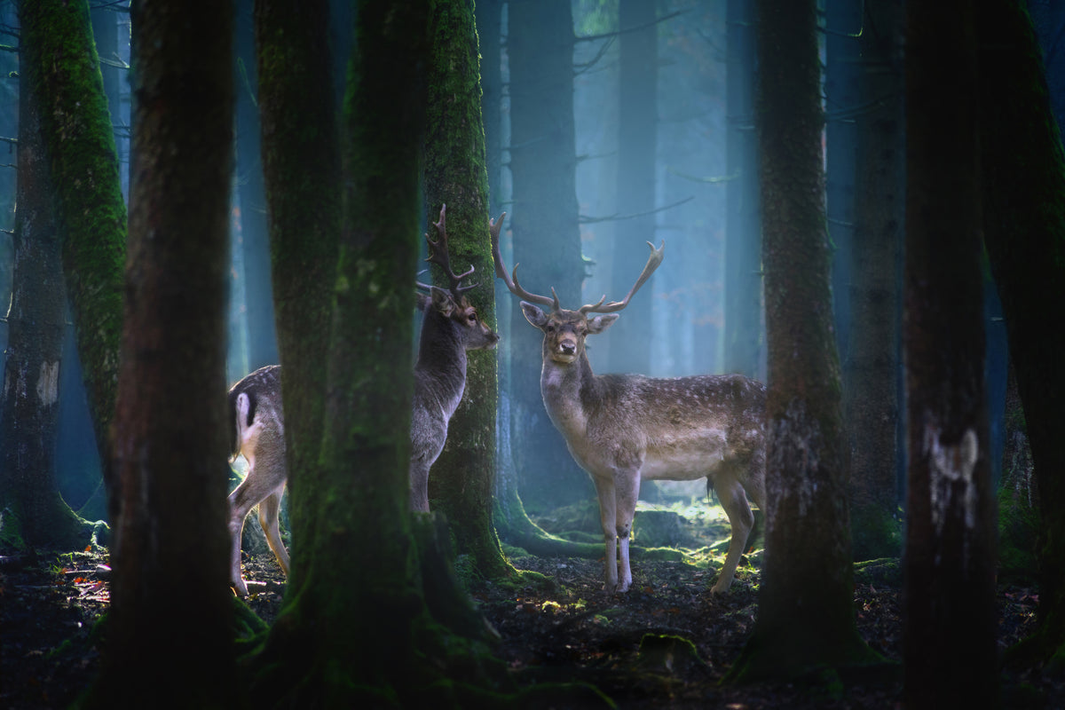 canvas-print-deers