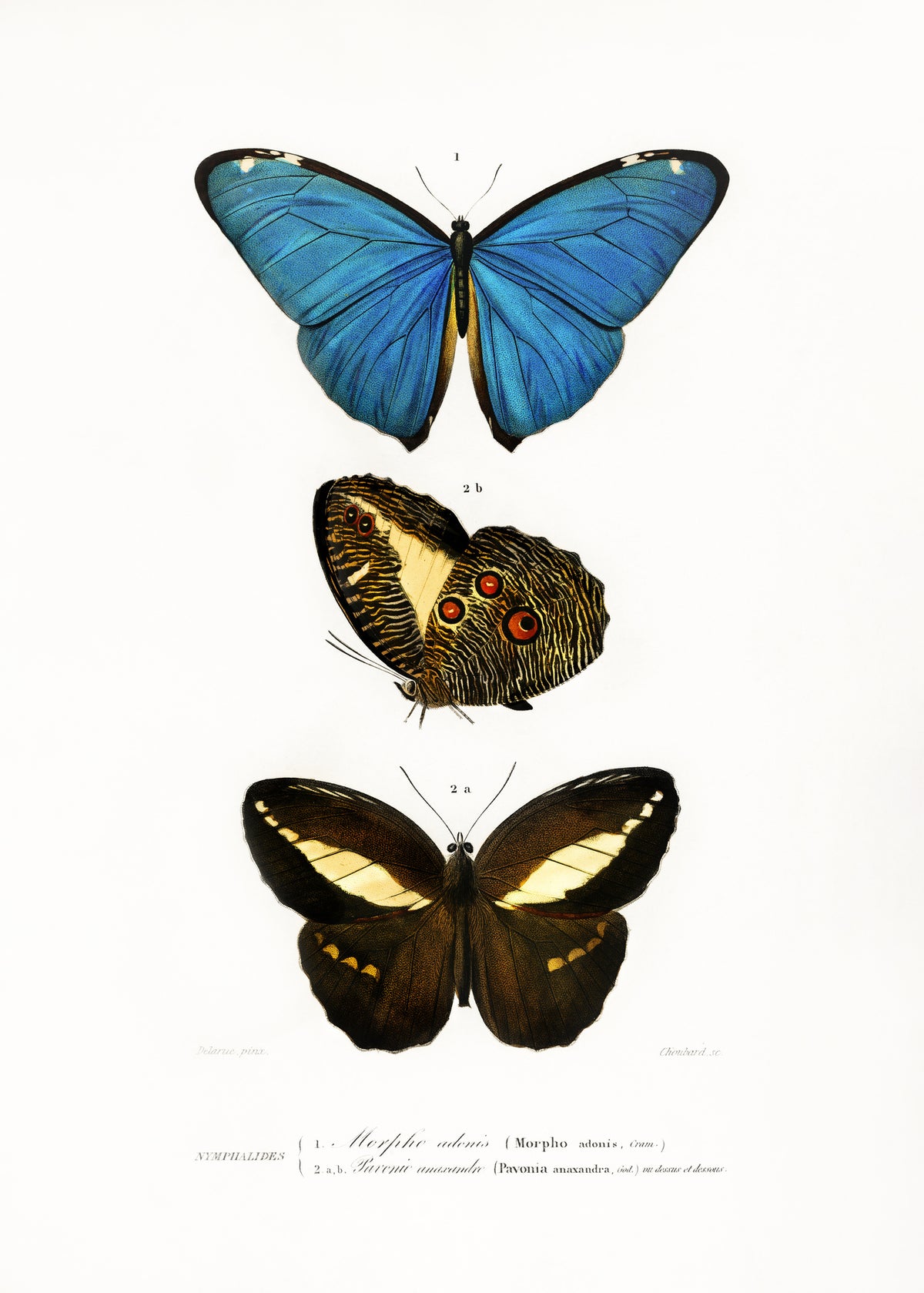 canvas-print-various-butterflies-ii