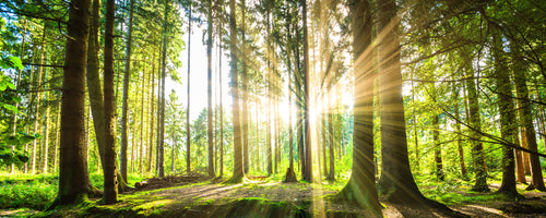 panoramic-poster-print-rays-of-sunshine-in-the-forest