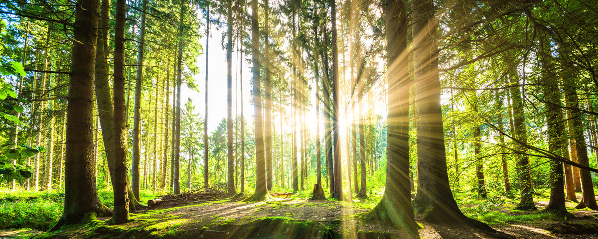 panoramic-poster-print-rays-of-sunshine-in-the-forest