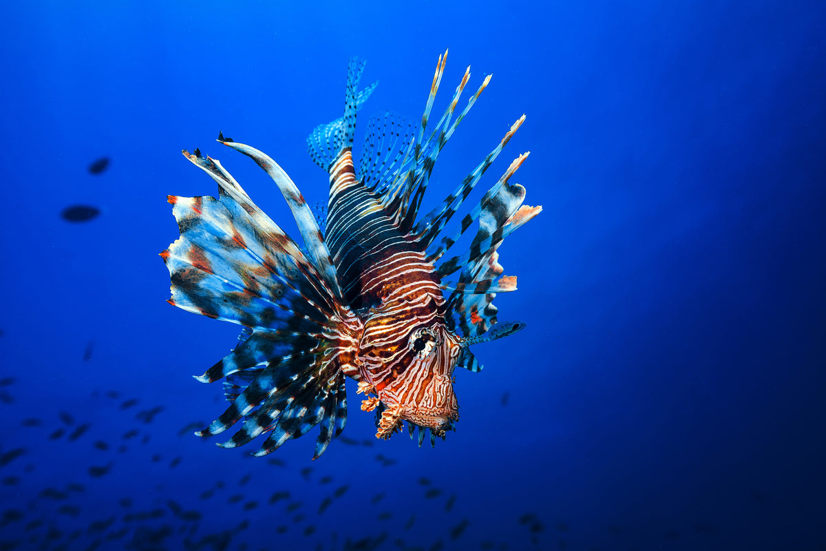 framedposter-print-lionfish-x